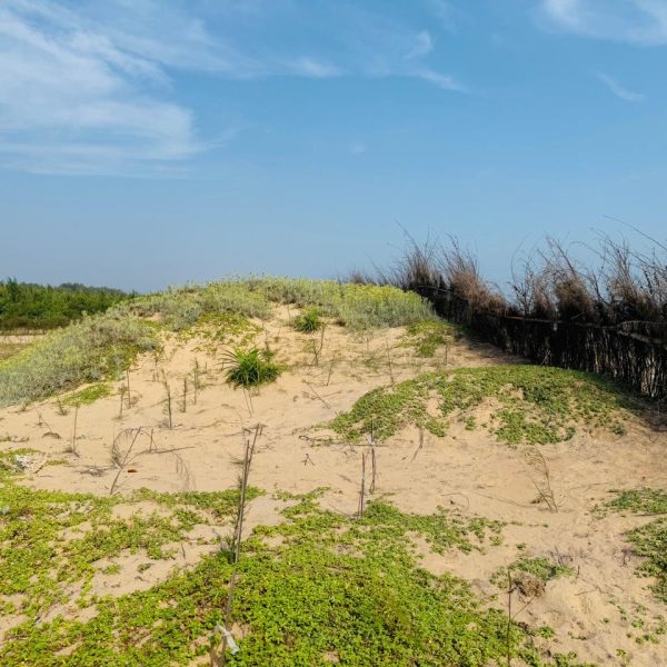 Tandahar-Leads-Community-Driven-Coastal-Restoration-in-Astaranga-Puri-14.jpg